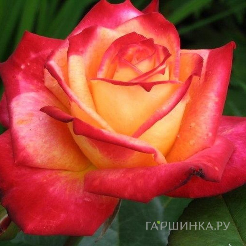 Роза Майн Мюнхен флорибунда, Топалович