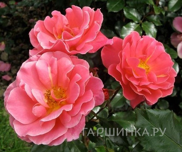 Роза Мелюзина флорибунда, Тантау