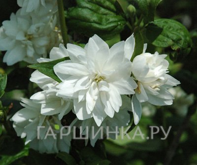 Чубушник Миннесота Сноуфлейк