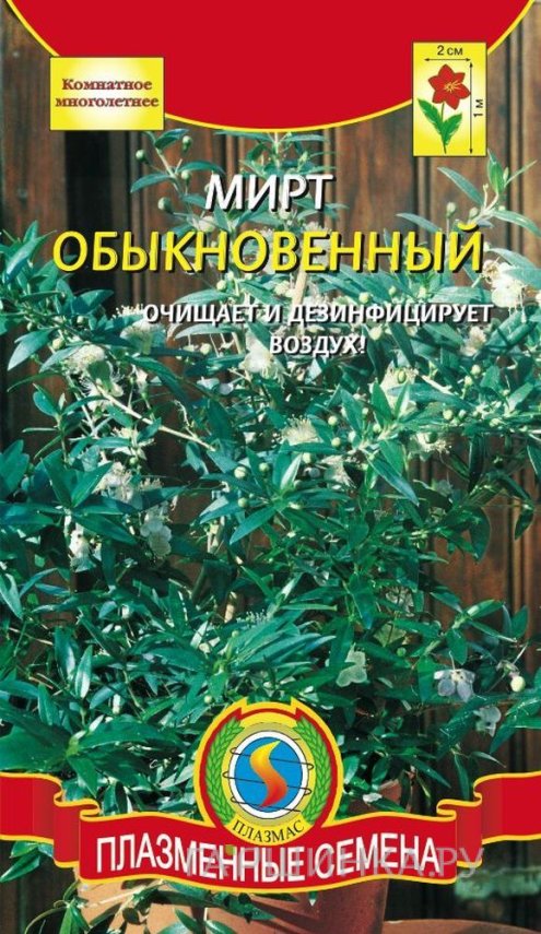 Семена Мирт обыкновенный