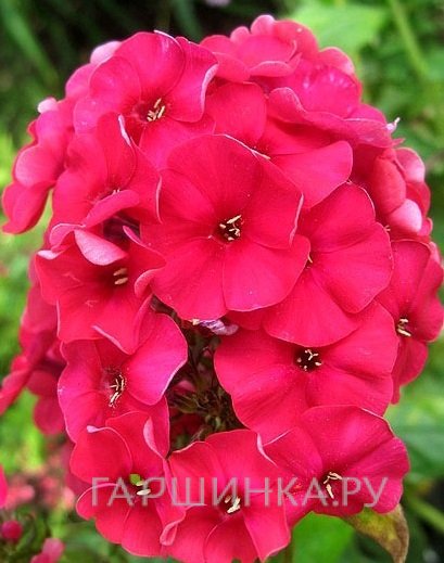Флокс метельчатый Мисс Мэри