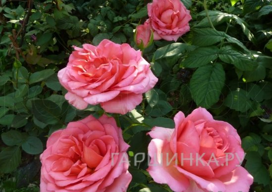Роза Мондиаль чайно-гибридная, Imperial Rose