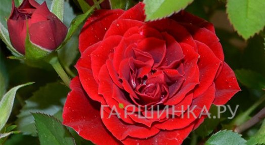 Роза Монтана флорибунда, Тантау