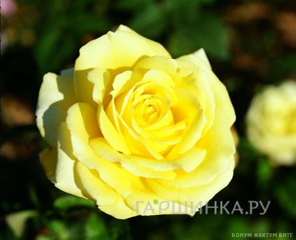 Роза Николя Уло чайно-гибридная, Топалович
