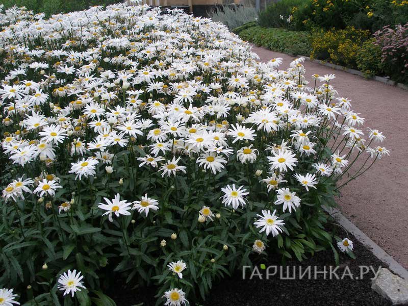 Нивяник (Ромашка) обыкновенный