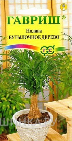 Семена Нолина Бутылочное дерево* 3шт.