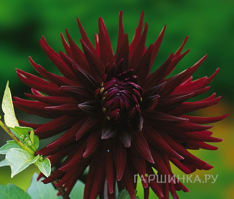 Георгина Нуит Д. Эте кактусовая