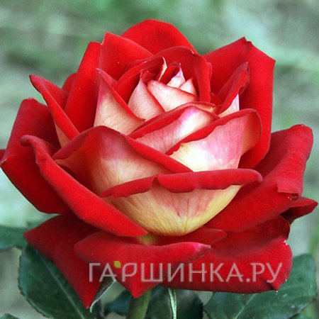 Роза Нью Фэшн чайно-гибридная, Топалович (лиц)