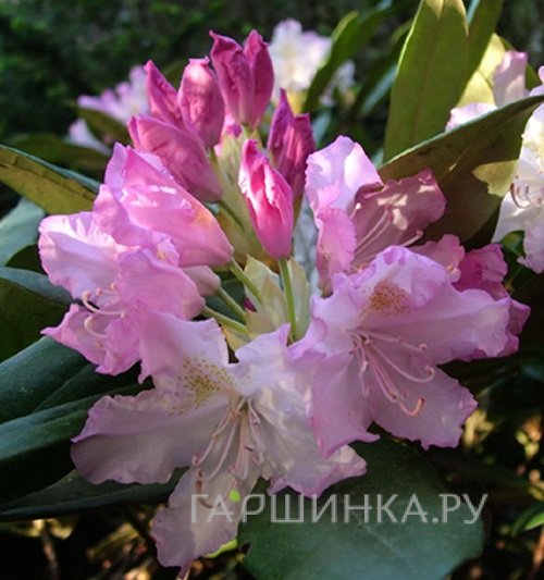 Рододендрон гибридный Похйолас Дотер