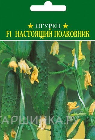 Семена Огурец Настоящий полковник F1 12шт