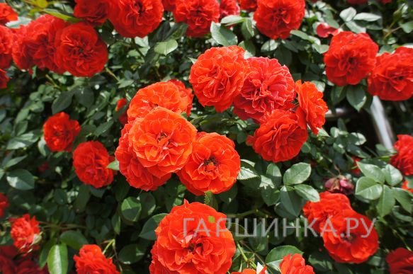 Роза Оранж Мейландина миниатюрная, Imperial Rose