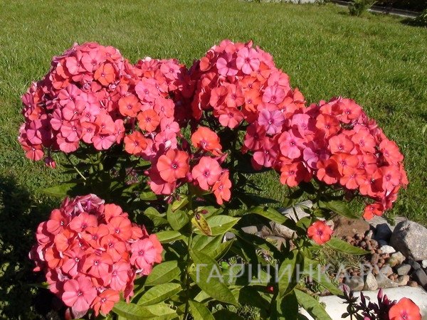 Флокс Оранж Перфекшион метельчатый