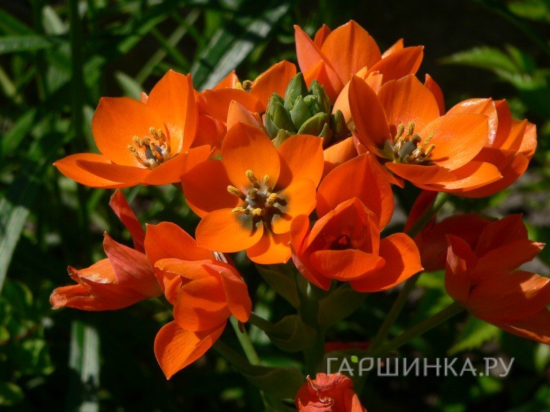 Птицемлечник Dubium 5шт
