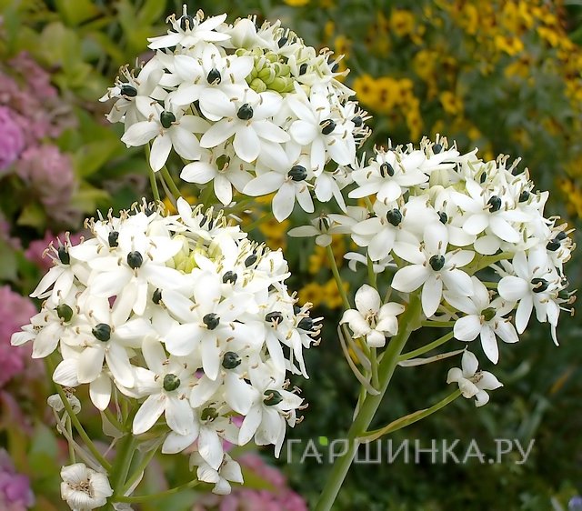 Птицемлечник Saundersiae 2шт.