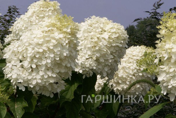 Гортензия Фантом (Мега Перл) метельчатая