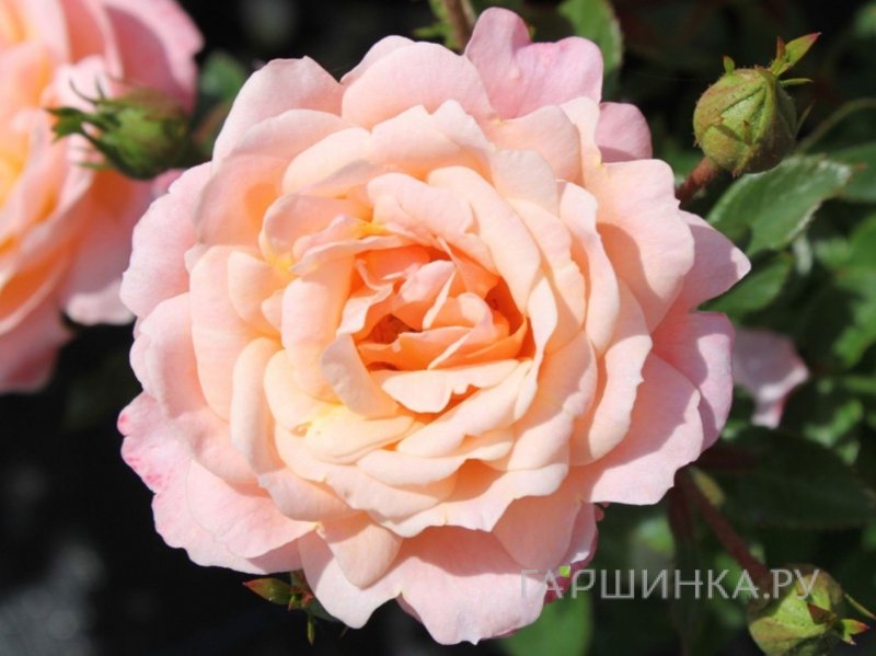 Роза Биатрис миниатюрная, Imperial Rose