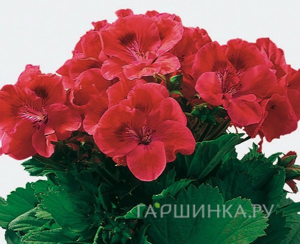 Пеларгония королевская Виен
