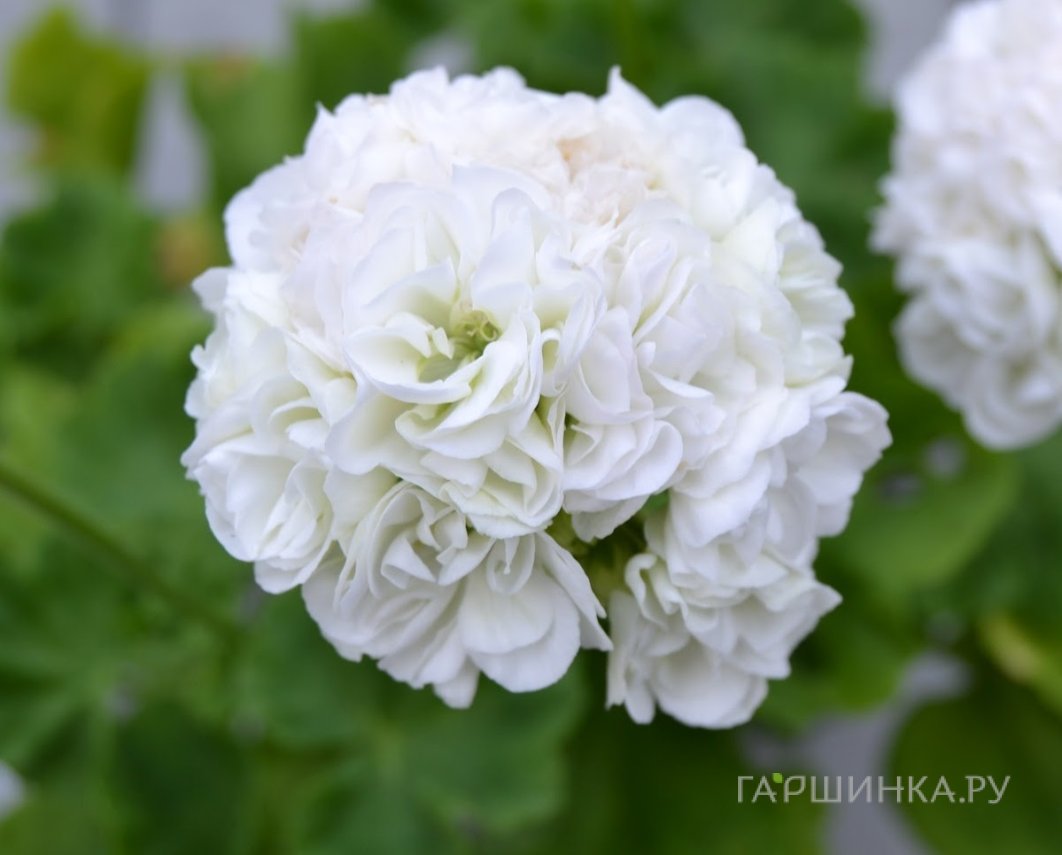 Пеларгония розебудная Мэри
