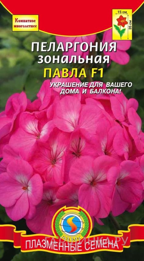Семена Пеларгония зональная Павла F1