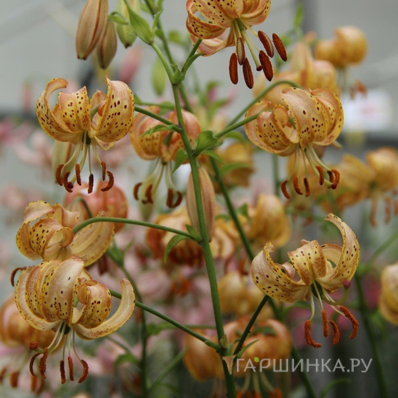 Лилия Пеппард Голд  кудреватая 1шт