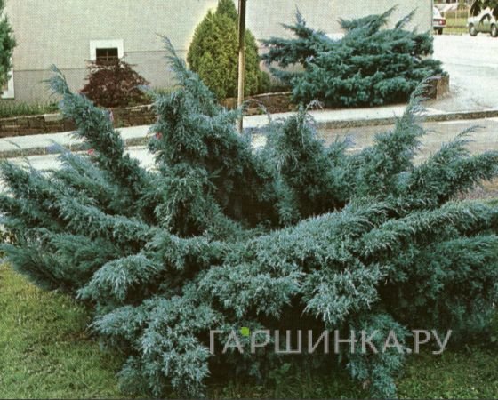Можжевельник средний Пфитцериана Глаука