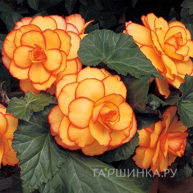 Бегония Пикоти Еллоу/Ред 2шт.