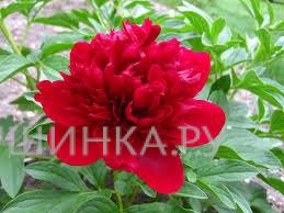 Пион Red