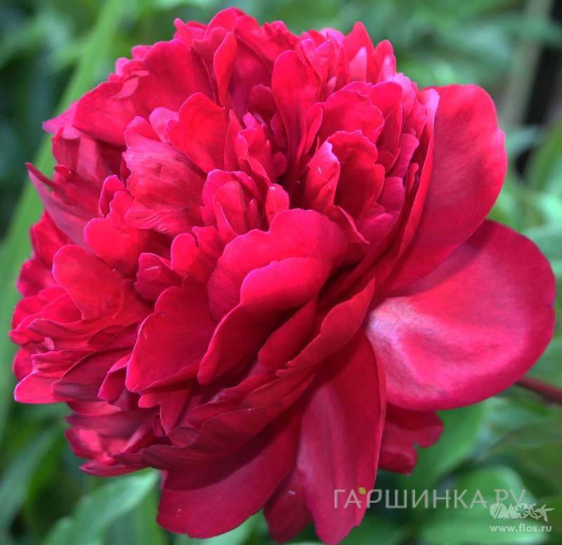 Пион лекарственный Рубра Плена