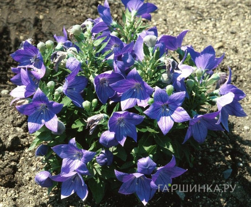 Платикодон крупноцветковый Фуджи Блу