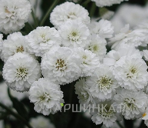 Тысячелистник Плена (Мультиплекс)