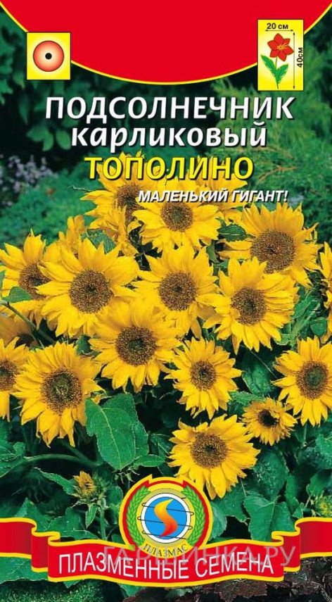 Семена Подсолнечник Тополино карликовый