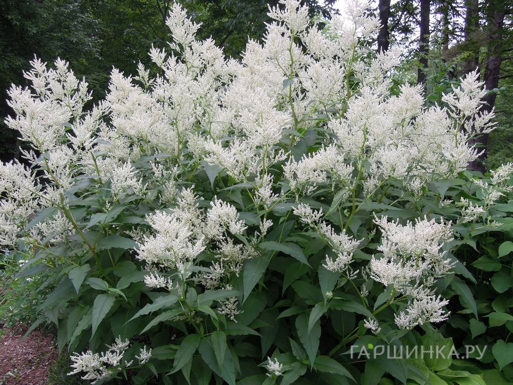 Горец изменчивый
