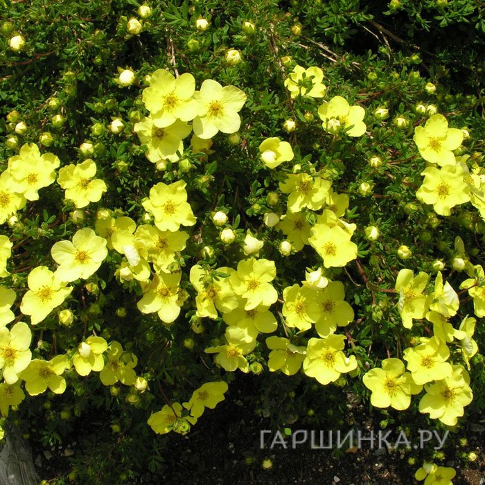 Лапчатка кустарниковая Голдстар