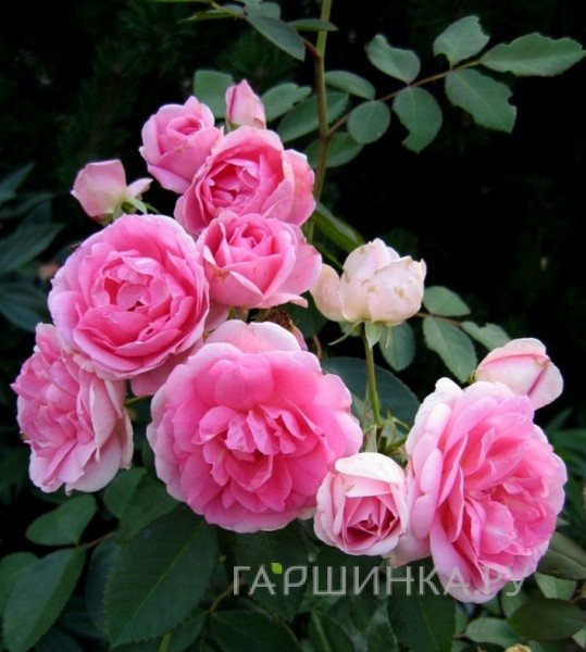 Роза Прейри Джой  канадская парковая