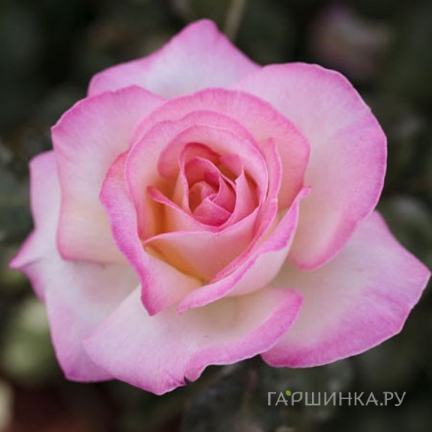 Роза Принцесс де Монако чайно-гибридная, Imperial Rose
