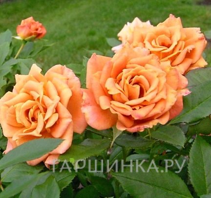 Роза Пампкин Патч флорибунда, Викс