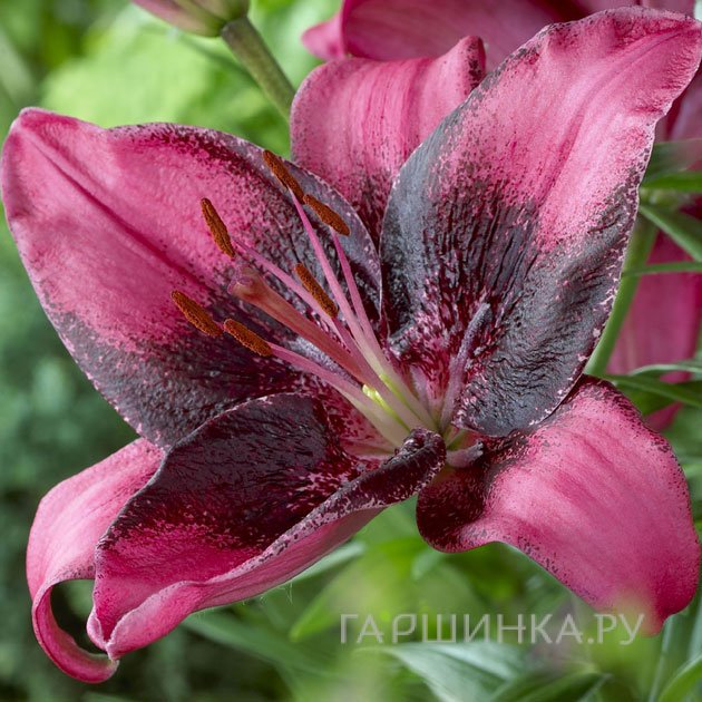 Лилия Пепл Ай азиатская/ 2шт