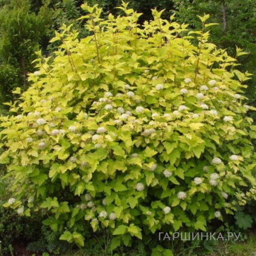 Пузыреплодник Лютэус