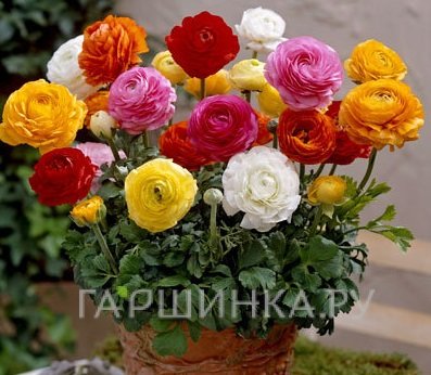 Ранункулюс Микс 10 шт