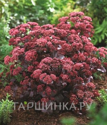 Очиток (седум) Разберри Траффл