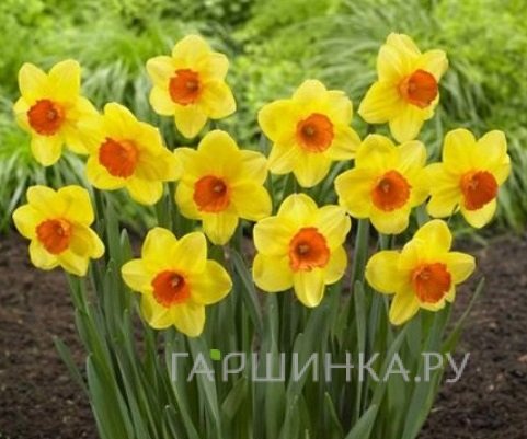 Нарцисс Ред Девон крупнокорончатый 5шт.