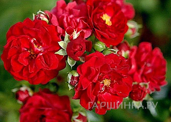 Роза Ред Фейри миниатюрная, Imperial Rose