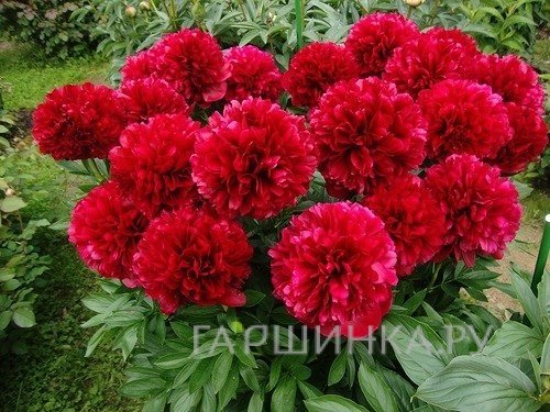 Пион Ред Грейс