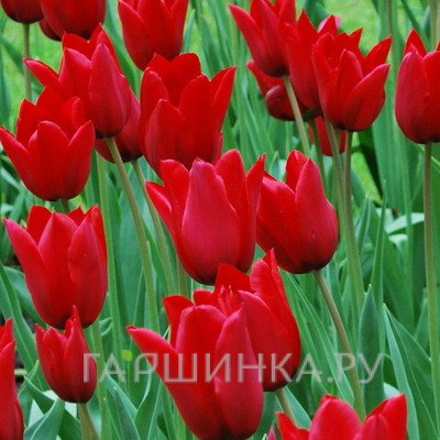 Тюльпан Ред Шайн лилиецветный 5шт