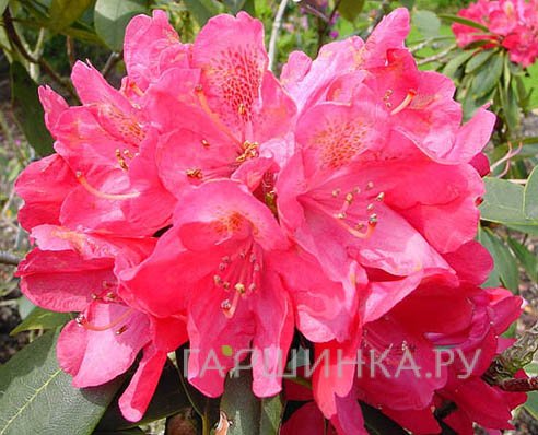 Рододендрон Souvenir of A. Waterer