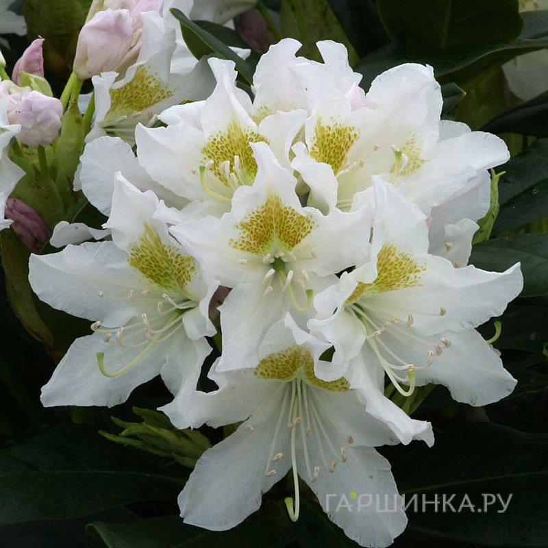 Рододендрон Каннингемс Уайт