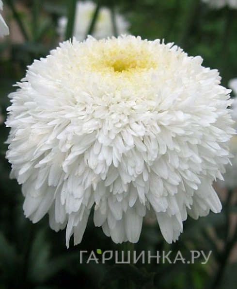 Ромашка (Нивяник) Фиона Когхил