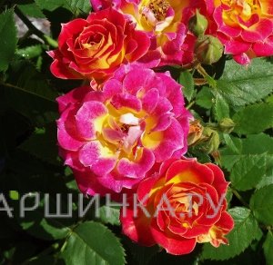 Роза Тиддли Винкс миниатюрная, Викс