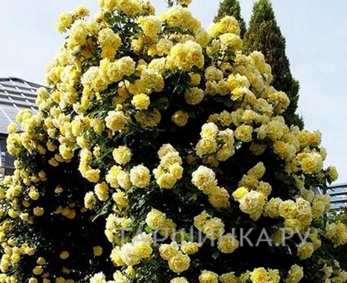 Роза Казино плетистая, Топалович