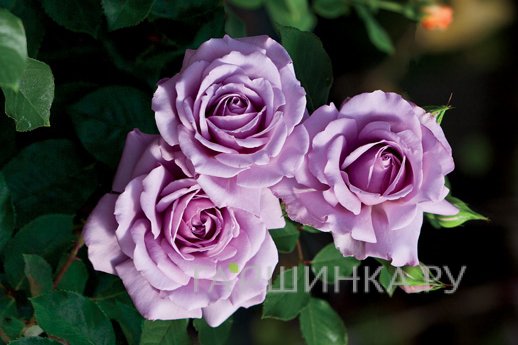 Роза Лав Сонг флорибунда, Викс